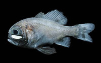 Phthanophaneron harveyi, Gulf flashlightfish: aquarium