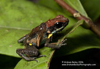 Ruby Poison Dart Frog - Epipedobates sp.