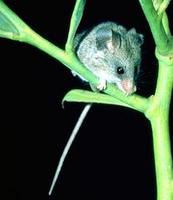Image of: Dendromus melanotis (gray climbing mouse)