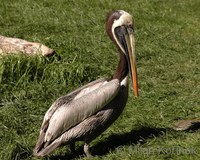 Pelecanus occidentalis thagus - Peruvian Pelican