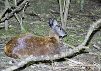 Moschus moschiferus - Taiga Musk Deer