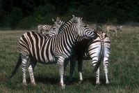 Equus quagga chapmanni - Chapmann's Zebra