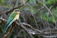 Image of: Merops philippinus (blue-tailed bee-eater)