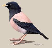 Image of: Sturnus roseus (rosy starling)