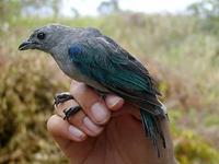 Image of: Thraupis episcopus (blue-grey tanager)
