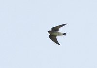 Southern Rough-winged Swallow - Stelgidopteryx ruficollis