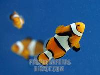 Clown Fish stock photo
