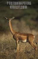 Gerenuk , Litocranius walleri , Samburu National Reserve , Kenya stock photo