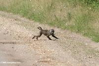 Baboon running