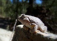 : Hyla arenicolor; Canyon Tree Frog