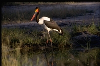 : Ephippiorhynchus senegalensis; Saddlebill Stork