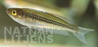 : Rhadinocentrus ornatus; Ornate Rainbow Fish