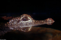 : Alligator sinensis; Chinese Alligator