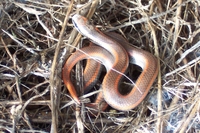 : Contia tenuis; Sharptail Snake