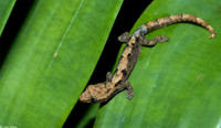 : Lepidodactylus lugubris; Morning Gecko