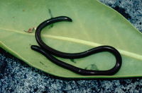 : Ramphotyphlops braminus; Island Blind Snake