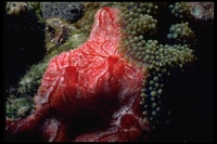 : Monanchora arbuscula; Sponge