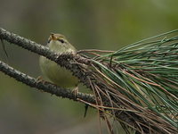 Cettia diphone Japanese Bush Warbler ウグイス