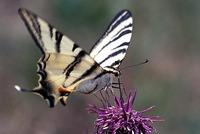 Iphiclides podalirius - Scarce Swallowtail