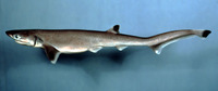 Heptranchias perlo, Sharpnose sevengill shark: fisheries