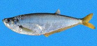 Opisthopterus dovii, Dove's longfin herring: fisheries