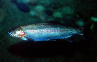 Oncorhynchus clarkii, Cutthroat trout: fisheries, aquaculture, gamefish, aquarium