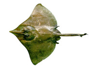 Dipturus teevani, Prickly brown ray: fisheries