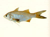 Filimanus xanthonema, Yellowthread threadfin: