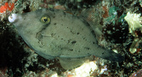 Cantherhines verecundus, Shy filefish: