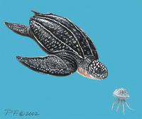 Image of: Dermochelys coriacea (leatherback turtle)