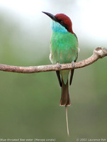 Blue-throated Bee-eater - Merops viridis