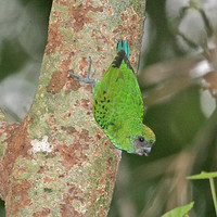 Yellow-capped Pygmy Parrot - Micropsitta keiensis