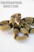 common kukri snake curled up portrait stock photo
