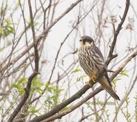 Hobby C20D 03398.jpg