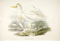 Richter after Gould Buff-backed Egret [Cattle Egret] (Bubulcus russatus)