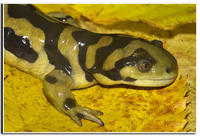 : Ambystoma mavortium; Barred Tiger Salamander