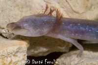 : Eurycea waterlooensis; Austin Blind Salamander