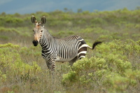 : Equus zebra zebra; Cape Mountain Zebra