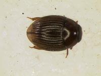 : Dactylosternum sp.
