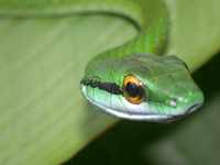 : Leptophis ahaetuella; Parrot Snake