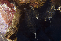 : Gymnangium sp.