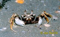 Ocypode ceratophthalma - Horned Ghost Crab
