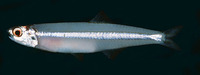 Stolephorus waitei, Spotty-face anchovy: fisheries