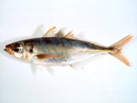 Decapterus kurroides, Redtail scad: fisheries