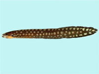 Congrogadus amplimaculatus, :