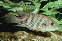 Benitochromis batesii, :