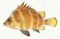 Hapalogenys mucronatus, : fisheries