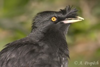 Acridotheres cristatellus - Crested Myna