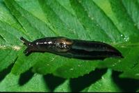 Image of: Limax maximus (giant garden slug)