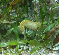 Image of: Hippocampus barbouri (Barbour's seahorse)